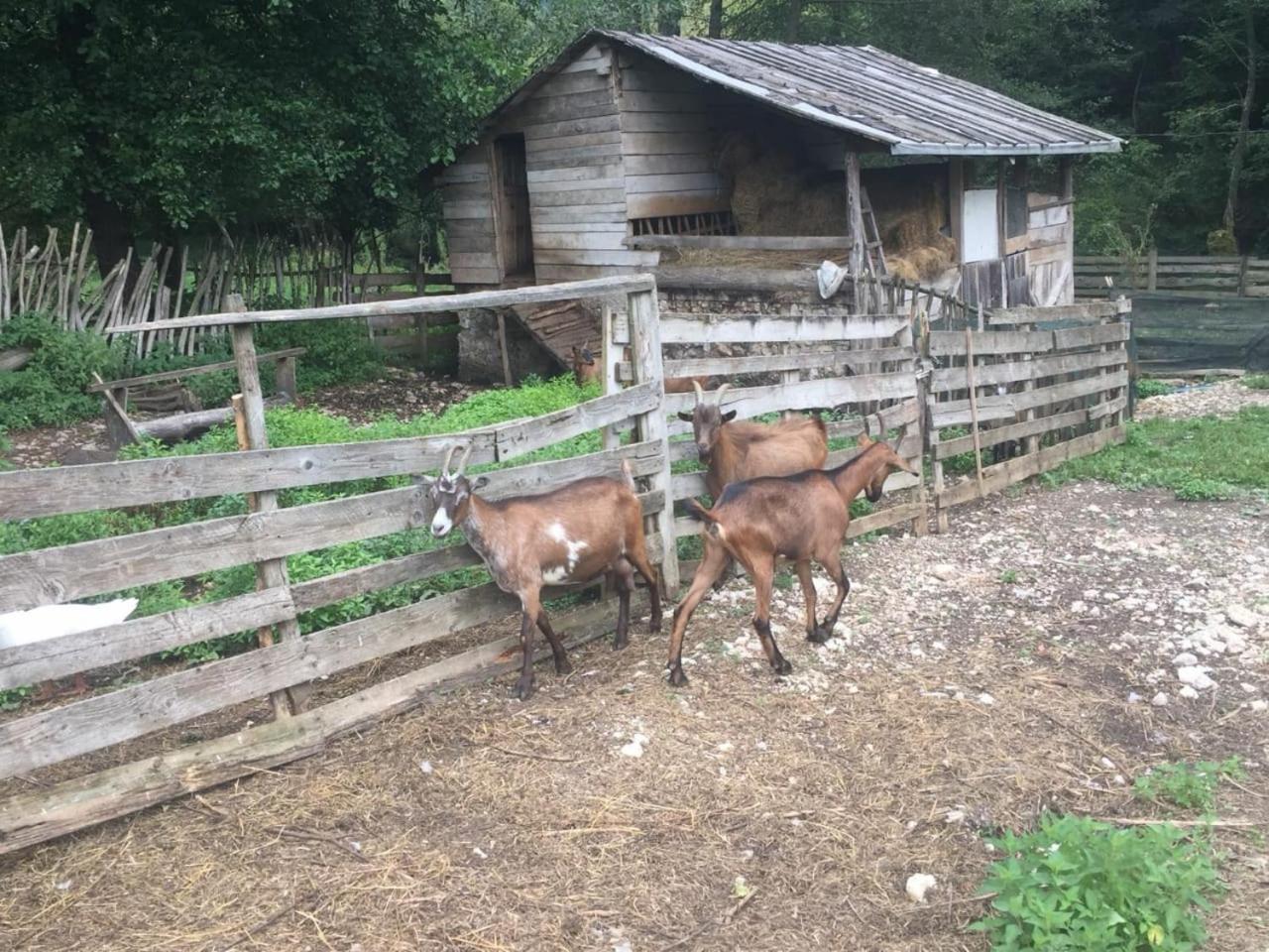 Hotel Eco Camp Dzogaska Vrela Pljevlja Exterior foto